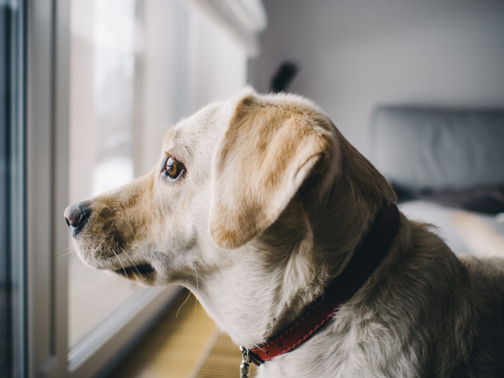 Ottawa Armed Forces Mortgage Loan, Dog In Window Image - Mortgage Forces